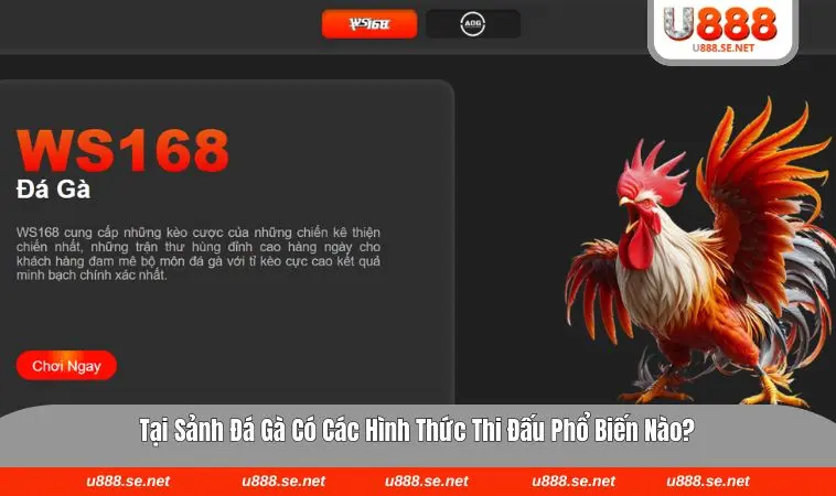Những trận đấu đá gà cựa dao nảy lửa luôn được livestream