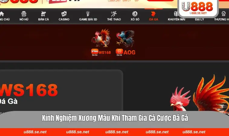 Phân tích bảng thành tích giúp tăng tỷ lệ chiến thắng